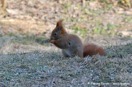 004-©-Palpung-Europe-www.palpung.eu 